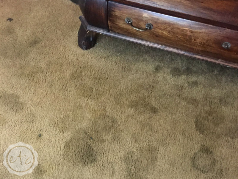 How to Deep Clean Your Carpets: Bissell Big Green vs the Rug Doctor 