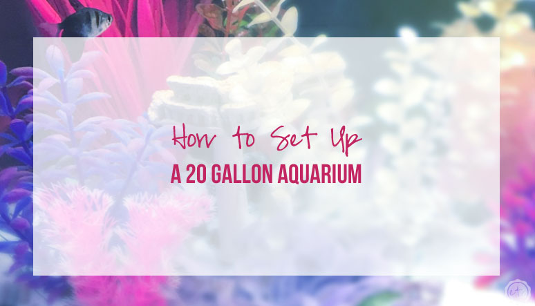 How to Set Up a 20 Gallon Fish Tank