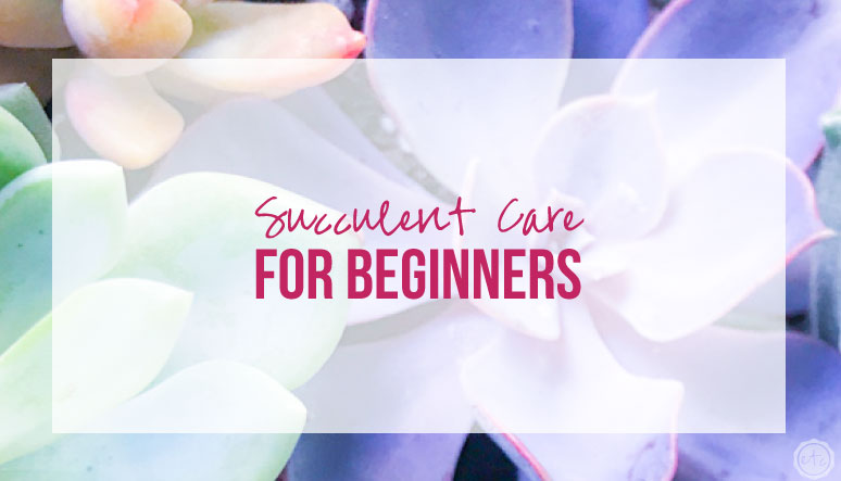 Succulent Care for Beginners