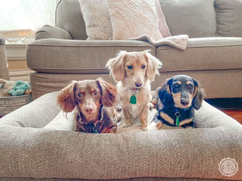 LaZBoy big dog beds in front of a couch with 3 little Dachshunds on it
