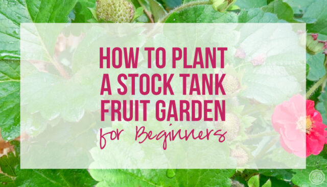 How to Plant an Easy Beginner Stock Tank Fruit Garden