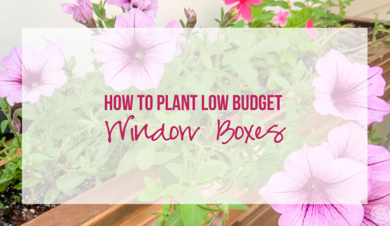 How to Plant Low Budget Window Boxes for a High Impact
