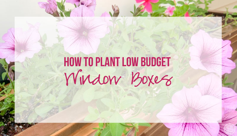 How to Plant Low Budget Window Boxes for a High Impact - Happily Ever  After, Etc.