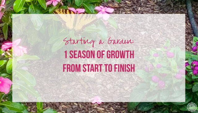Starting a Garden: 1 Season of Growth from Start to Finish