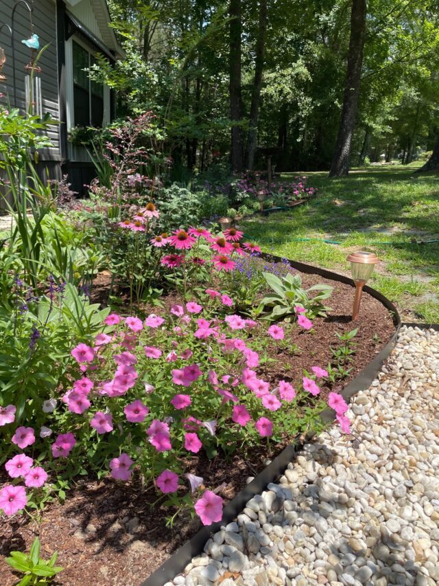 Supertunia Vista’s:  Why They’re the Best Petunia’s