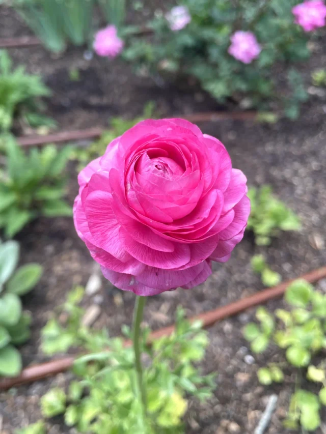 Planting Ranunculus Corms